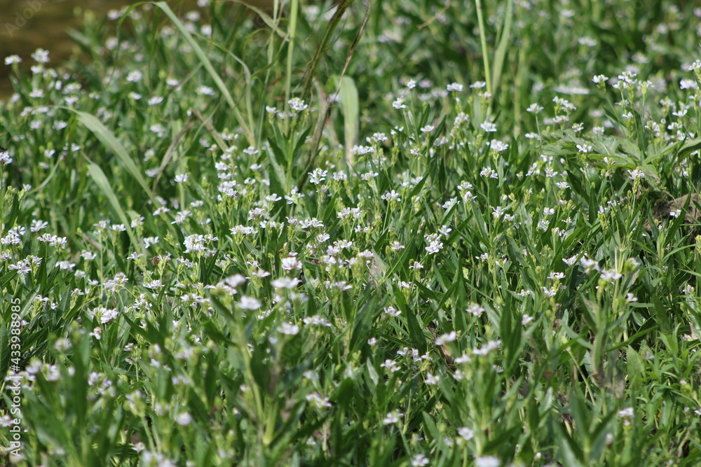 white flowers white flowers