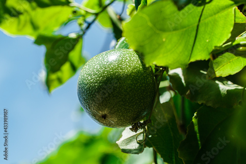 Green passion fruit, Lilikoi hanging on tree with green leaves, Passiflora edulis forma flavicarpa photo