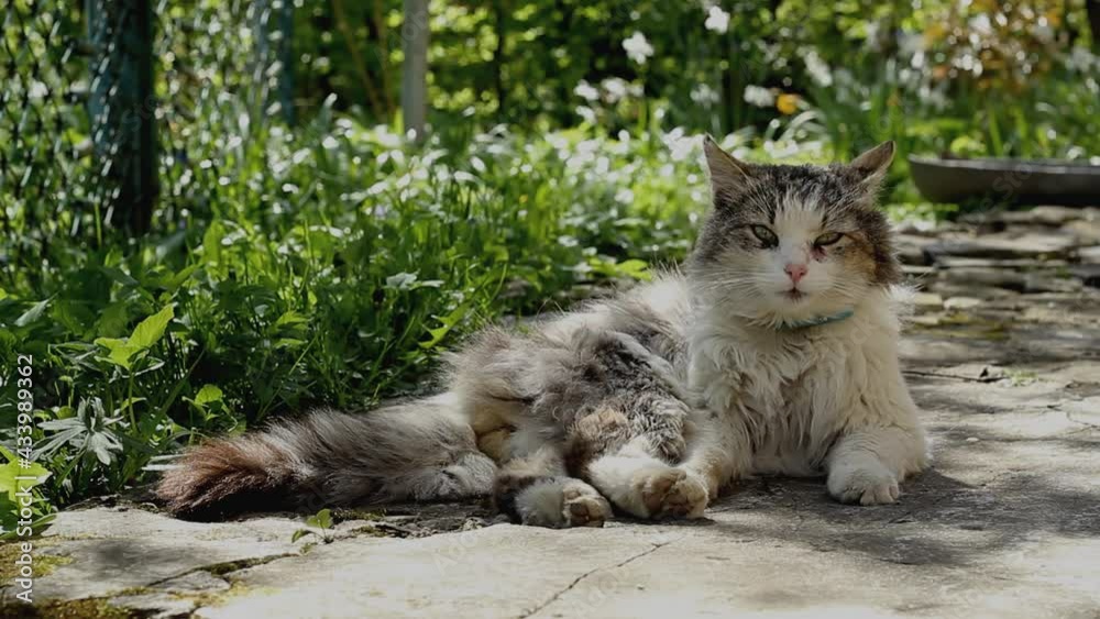 The cat is lying on the street. The cat crumples with its paws. The cat is lying on the street. The cat crumples with its paws.