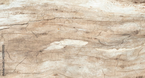 Wallpaper Mural Tree Trunk without Bark Torontodigital.ca