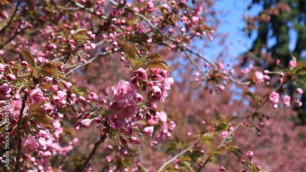 Beautiful pink sakura flowers, Japanese cherry blossoms, blossomed in spring on Mother Day. Branches sway in the wind, Pink natural love sakura landscape, nature background in Dnipro, Ukraine Beautiful pink sakura flowers, Japanese cherry blossoms, blossomed in spring on Mother Day. Branches sway in the wind, Pink natural love sakura landscape, nature background in Dnipro, Ukraine