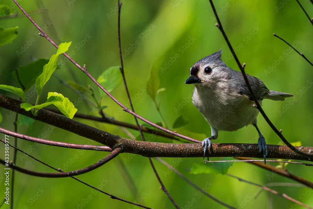 Obraz premium sparrow on a branch