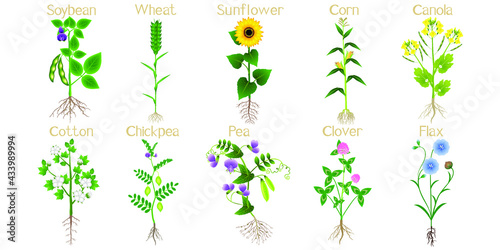Set of technical plants isolated on white background.