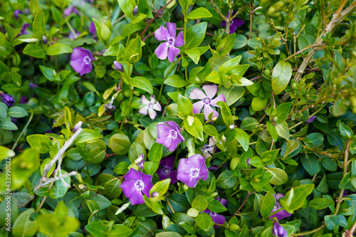 Spring flowers in the city