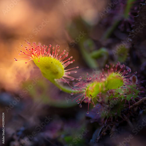 A beautiful sundew growing in the wetlands. Sundew plant leaves waiting for insects. Carnivorous plant in Northern Europe. photo