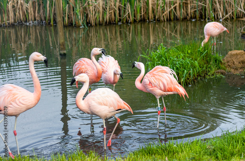 Flamingi bawiące się w wodzie.