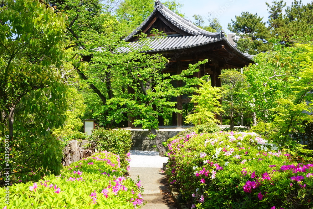 Azalea garden at Zojoji Temple in Japan - 日本 東京 増上寺 ツツジの庭 Azalea garden at Zojoji Temple in Japan - 日本 東京 増上寺 ツツジの庭