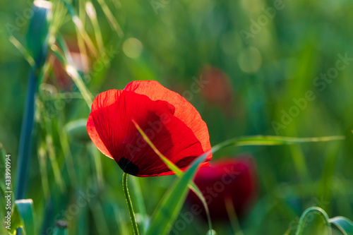 Poppy field at sunset. Popp...