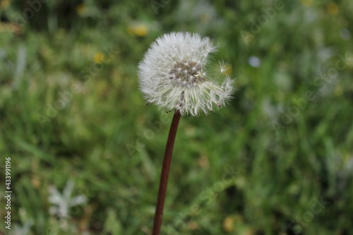 dandelion in the meadow 