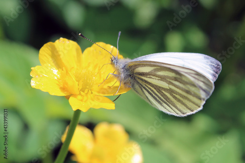 White butterfly on a yellow flower.  © Okliii