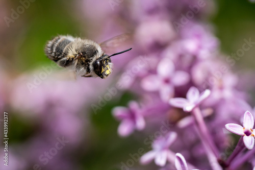 Nahaufnahme einer Biene mitten im Flug © Markus