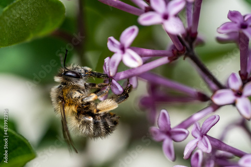 Nahaufnahme einer Honigbiene beim Sammeln von Blütenstaub © Markus