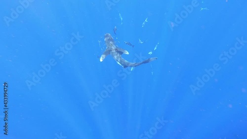 Shark longimanus, oceanic white tip shark, wounded by plastic fishing net swims in search of tuna fish against blue background of underwater ocean abyss. Plastic pollution. photo