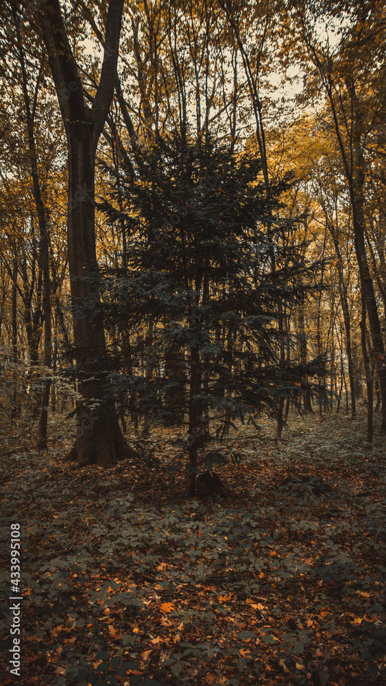 Obraz premium forest