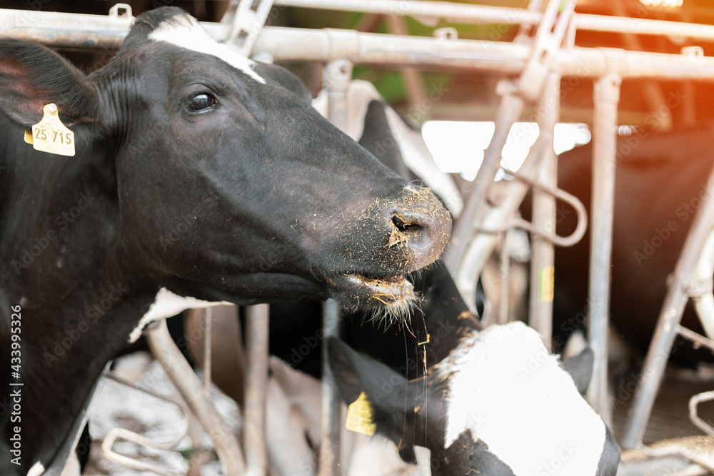 Dairy farm animal husbandry. The cows are in the stall. Dairy farm animal husbandry. The cows are in the stall.
