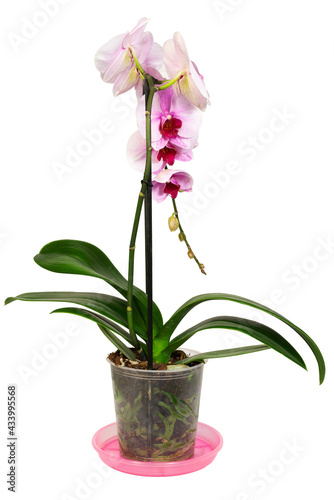 Orchid bloom with a curved twig of white-pink flowers