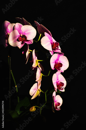 sprig of pink orchid in bright rays photo