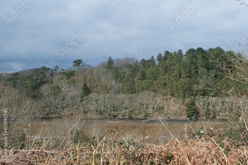 Bare trees in winter or early spring, tall evergreen pine trees, overlooking a low hedge to see a tidal river or estuary: muddy riverbanks and brown coastal water
