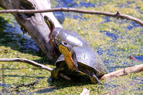 Blanding's Turtle - Emydoidea blandingii, this endangered species turtle is enjoying the warmth of the sun atop a fallen tree. The surrounding water reflects the turtle, tree, and summer foliage. photo