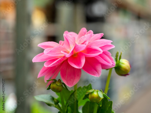 close-up of a pink dahlia flower. Plants for your garden.