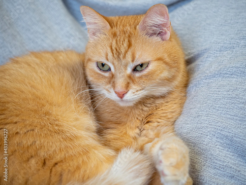 a red cat lies on a gray blanket and looks at the camera. Pets