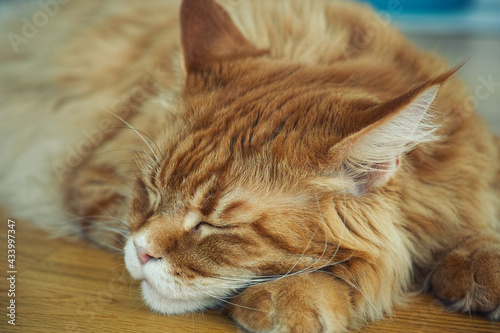A red maine coon cat sleeping