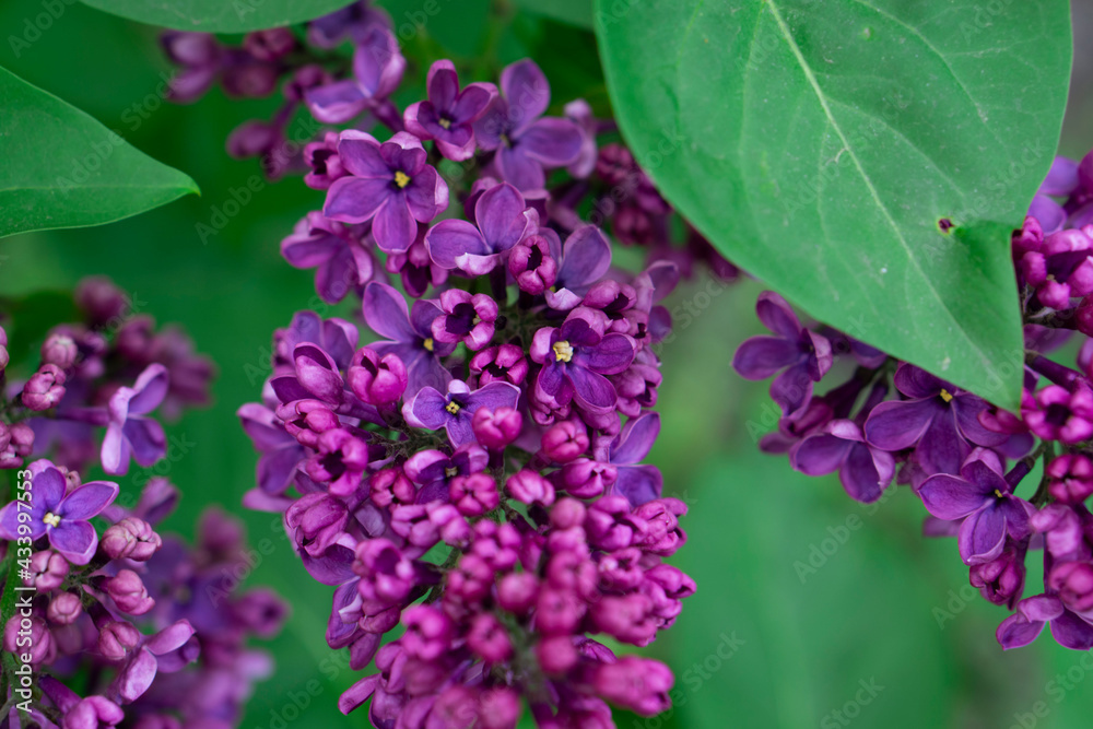 Tender lilac flowers background. Lilac or Suringa is a flowering woody plant. Lilac flowering. Floral texture. Flowering lilac bush pattern.
