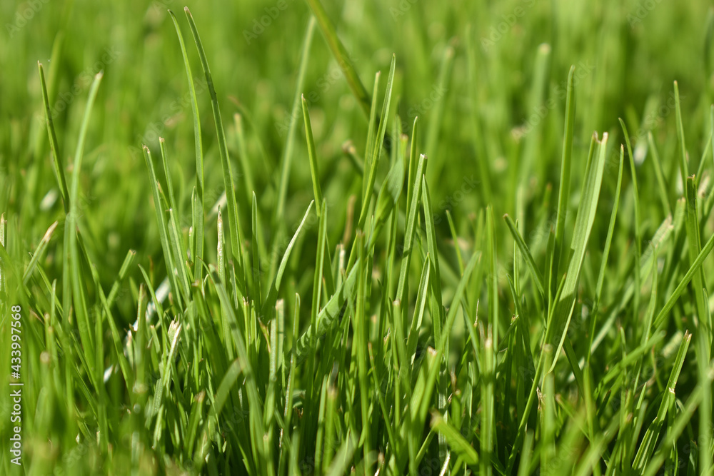 shining grass in summer,