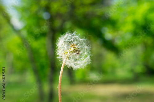 Dandelion in the grass with seeds ready to blow away. Selective focus. 