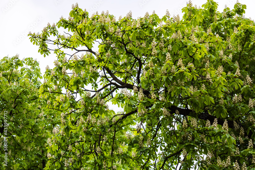 Fototapeta premium White flowers on chestnut in inflorescences in early spring