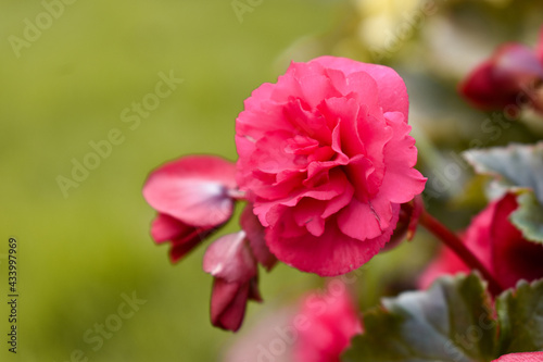 roses on blur background