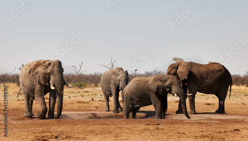 Elephants drink at a waterhole.