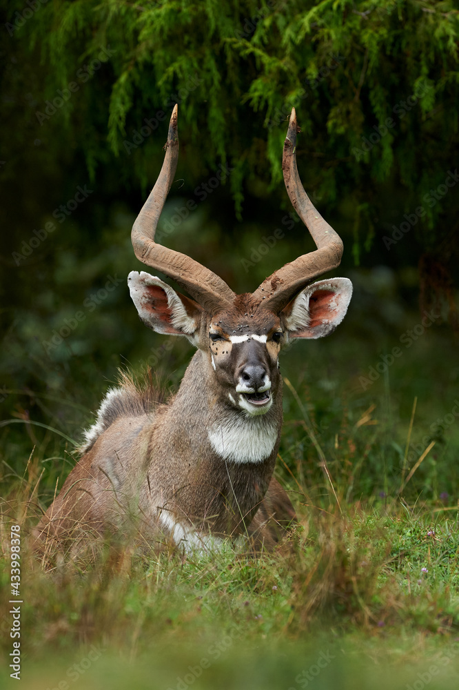 Beautiful male mountain Nyala (Tragelaphus buxtoni). Beautiful male mountain Nyala (Tragelaphus buxtoni).