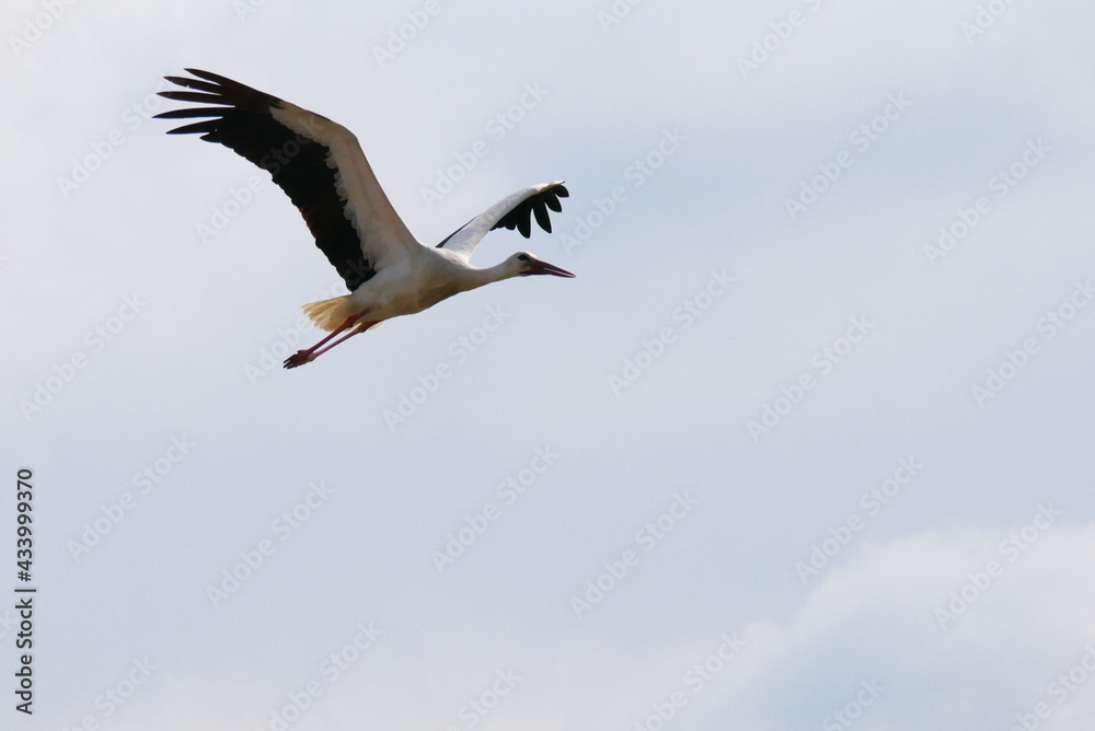 white stork in flight in sunlight and cloudy skies