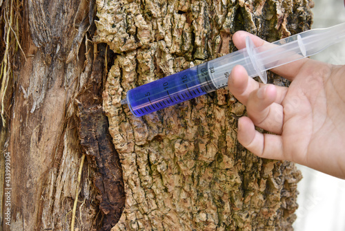 a hand with syringe blue medicine injection to the tree trunk skin is diseased, a sick tree and skin care healing concept