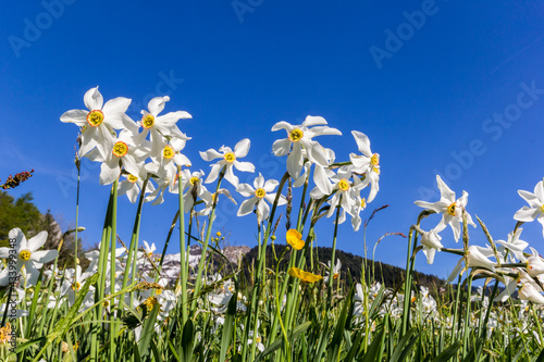 Blooming field with wild narcissus flower (narcissus poeticus) at the Swiss Alps in vaud riviera over Geneva Lake
