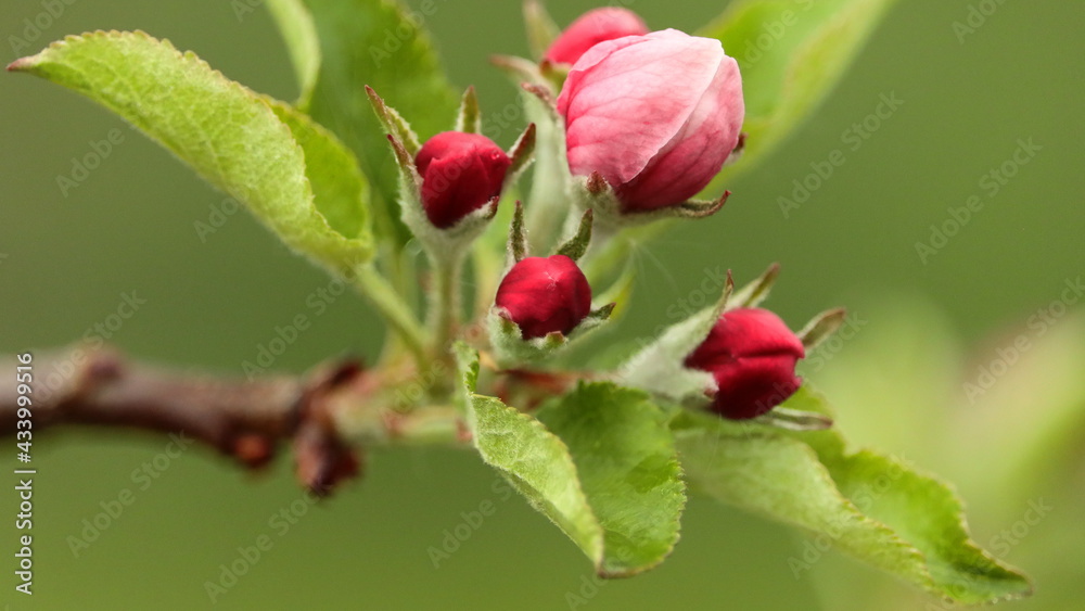 jabłoń, apple tree jabłoń, apple tree