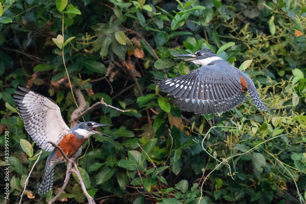 Fototapeta premium The ringed kingfisher (Megaceryle torquata)