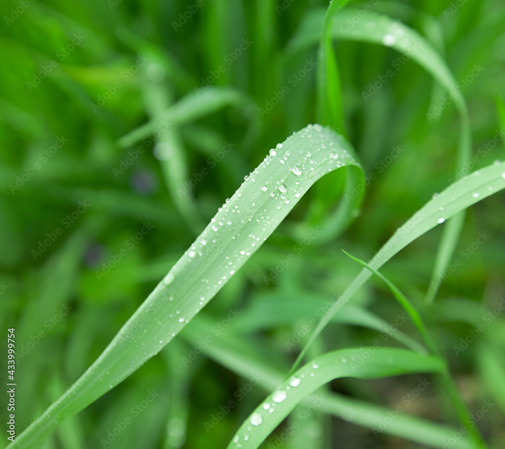 Lush green grass. Rain drops. Dew drops. Spring background. nature awakening. Closeup. Lush green grass. Rain drops. Dew drops. Spring background. nature awakening. Closeup.