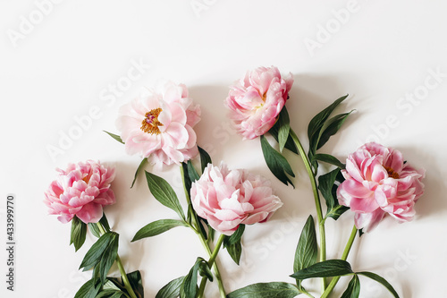 Fototapeta Naklejka Na Ścianę i Meble -  Blooming pink peonies flowers with green leaves isolated on white table background. Floral frame, banner. Flat lay, top view. Picture for blog. Feminine botanical composition. Styled stock photo.