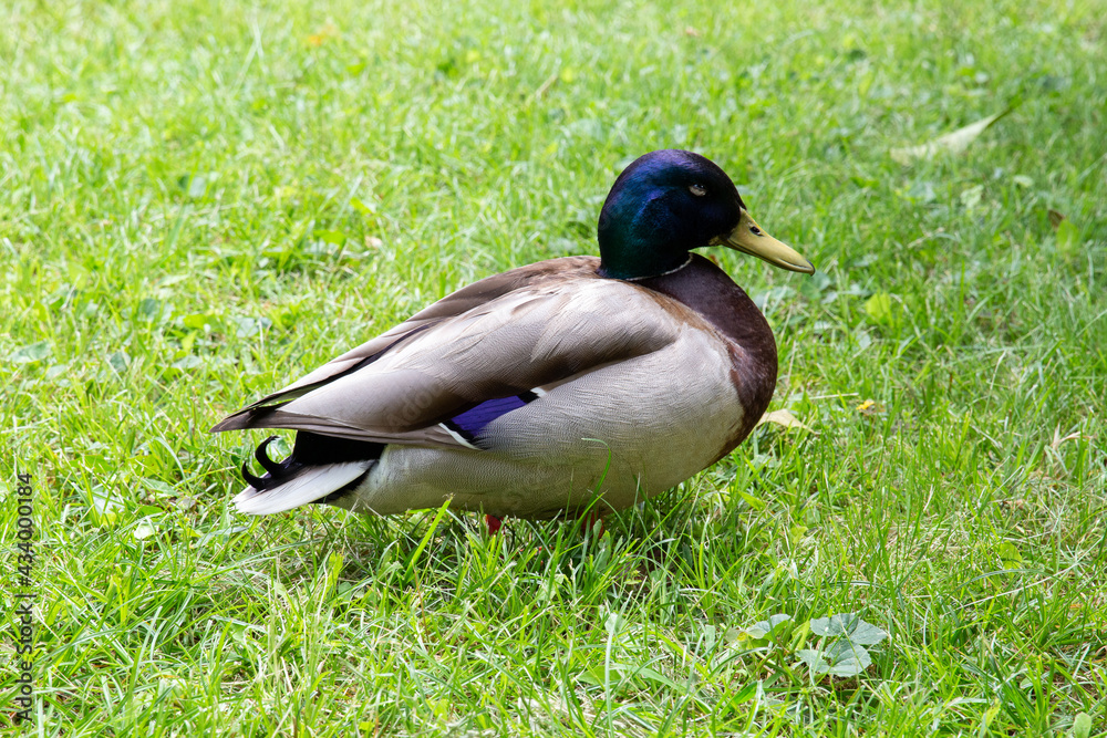 Duck walking through the field Duck walking through the field
