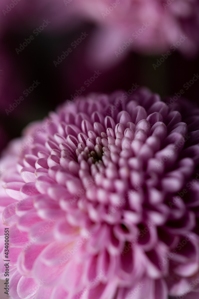 Pink Dahlia flower in bloom close up still with many tiny pink petals on a black background Pink Dahlia flower in bloom close up still with many tiny pink petals on a black background