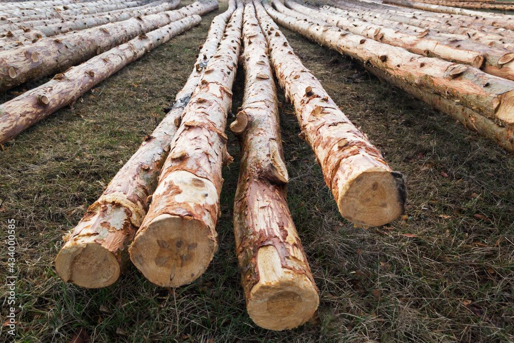 Brown log beam, timber block, stock, baulk lie on the ground Saw in the autumn forest. Sunny landscape. Warm and cozy. Background. Brown log beam, timber block, stock, baulk lie on the ground Saw in the autumn forest. Sunny landscape. Warm and cozy. Background.