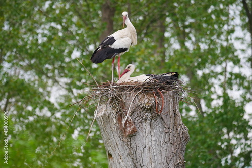 Ciconia ciconia a white stork couple in its nest on a sawed log in the forest