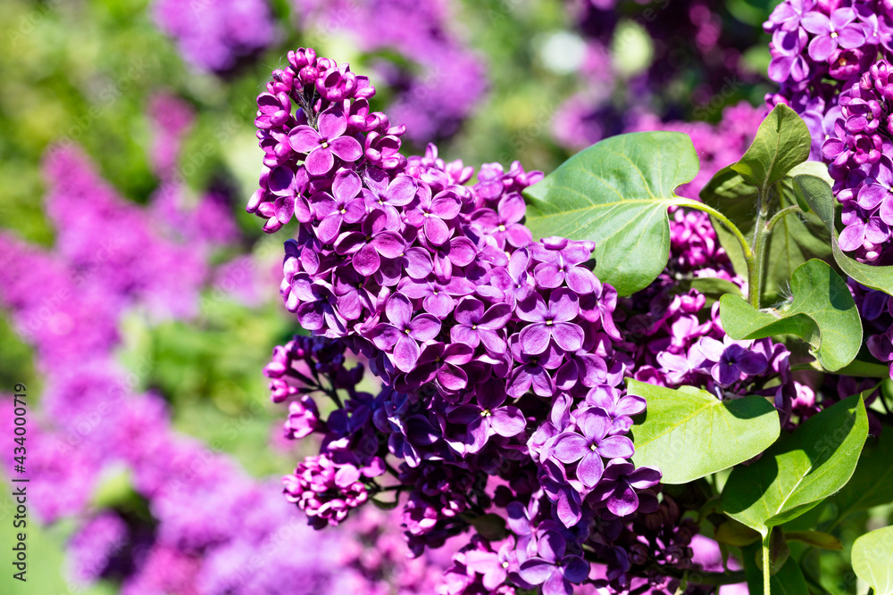 Flowering lilac with green foliage