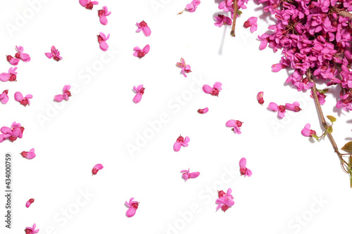 Wallpaper Mural 白背景の花蘇芳の花 Torontodigital.ca