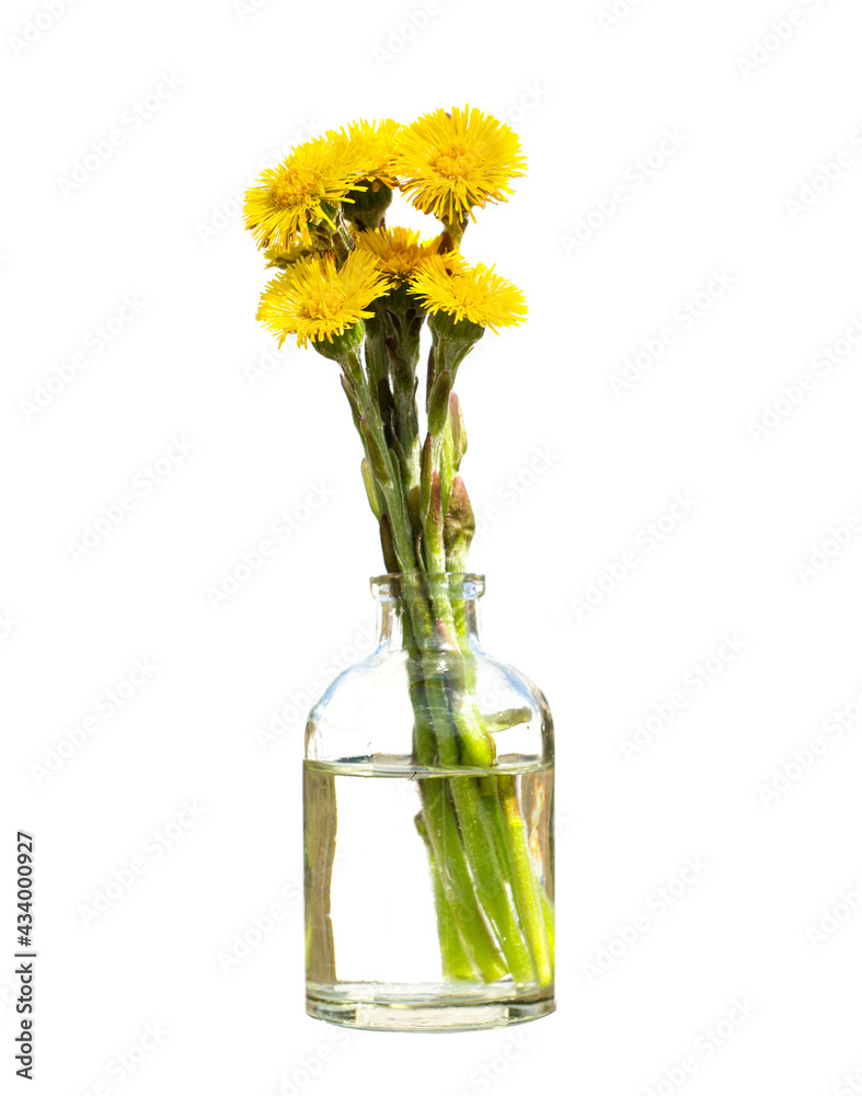Tussilago farfara (coltsfoot) in a glass vessel on a white background Tussilago farfara (coltsfoot) in a glass vessel on a white background