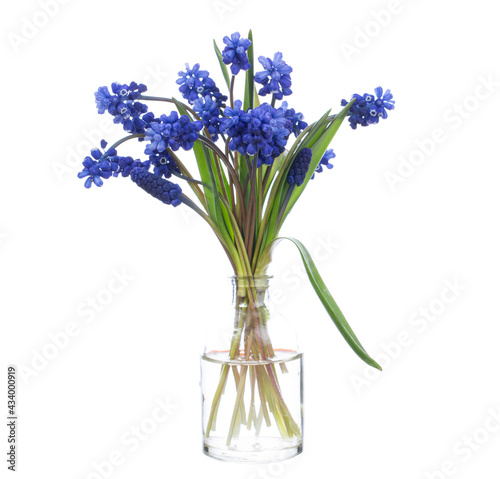 Muscari  grape hyacinth  bluebells   in a glass vessel on a white background