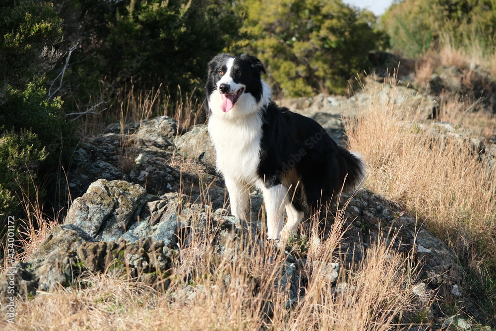 Border Collie dog posing on rock in nature Border Collie dog posing on rock in nature