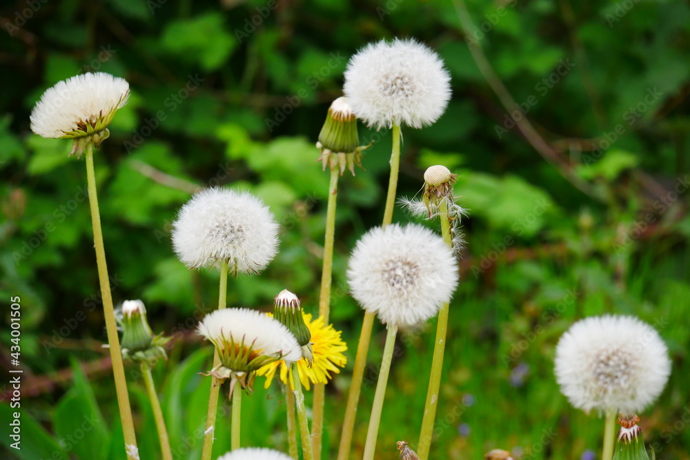 Taraxacum sect. Ruderalia close up of the common dandelion flower with the white seeds Taraxacum sect. Ruderalia close up of the common dandelion flower with the white seeds